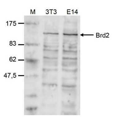 ELISA: BRD2 Antibody [NBP3-18662]